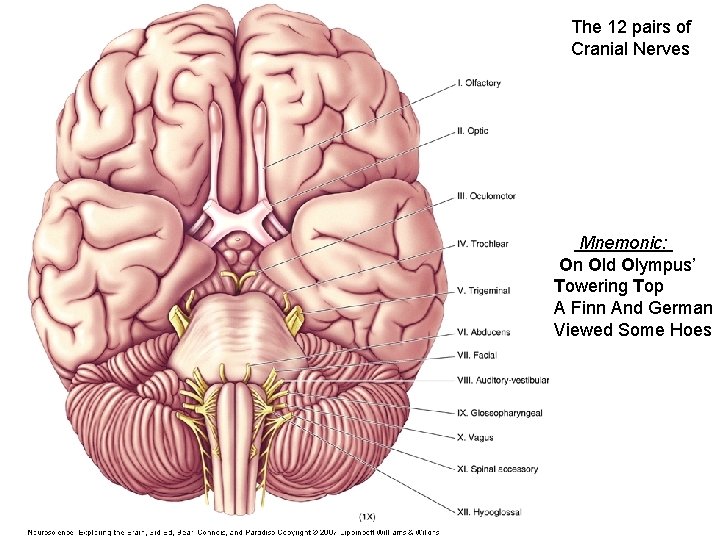 The 12 pairs of Cranial Nerves Mnemonic: On Old Olympus’ Towering Top A Finn