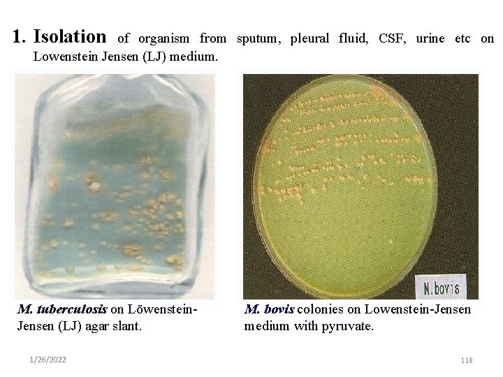 1. Isolation of organism from sputum, pleural fluid, CSF, urine etc on Lowenstein Jensen