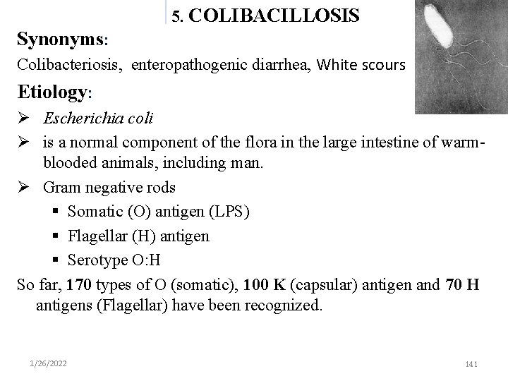 5. COLIBACILLOSIS Synonyms: Colibacteriosis, enteropathogenic diarrhea, White scours Etiology: Escherichia coli is a normal