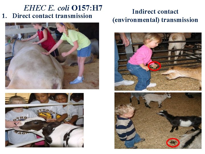 EHEC E. coli O 157: H 7 1. Direct contact transmission Indirect contact (environmental)