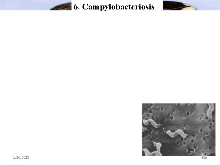 6. Campylobacteriosis 1/26/2022 150 