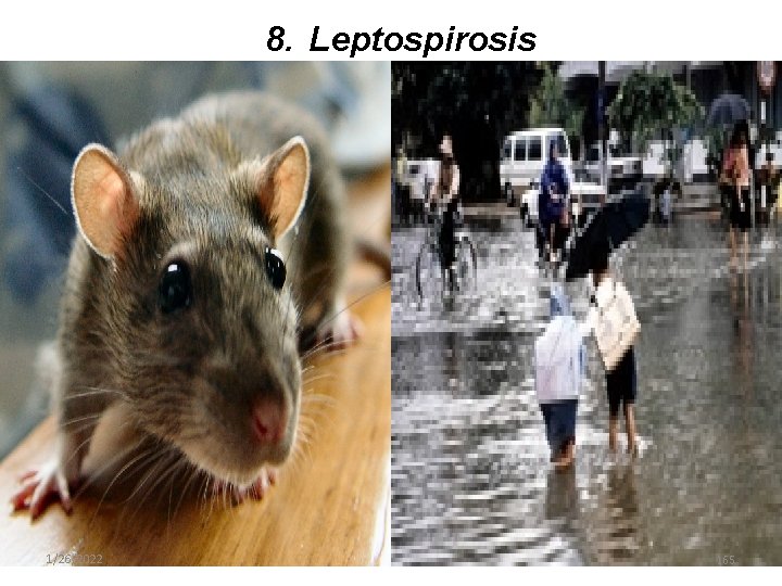 8. Leptospirosis 1/26/2022 165 