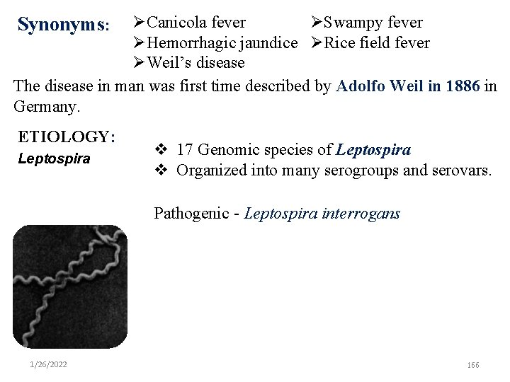  Canicola fever Swampy fever Hemorrhagic jaundice Rice field fever 1. INRTODUCTION Weil’s disease