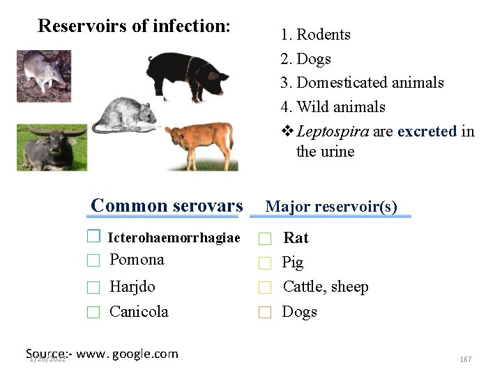 Reservoirs of infection: Common serovars Icterohaemorrhagiae Pomona Harjdo Canicola Source: 1/26/2022 www. google. com