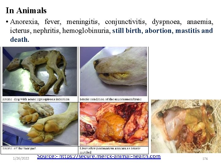 In Animals • Anorexia, fever, meningitis, conjunctivitis, dyspnoea, anaemia, icterus, nephritis, hemoglobinuria, still birth,