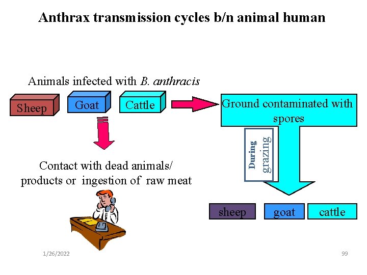Anthrax transmission cycles b/n animal human Animals infected with B. anthracis Cattle Ground contaminated