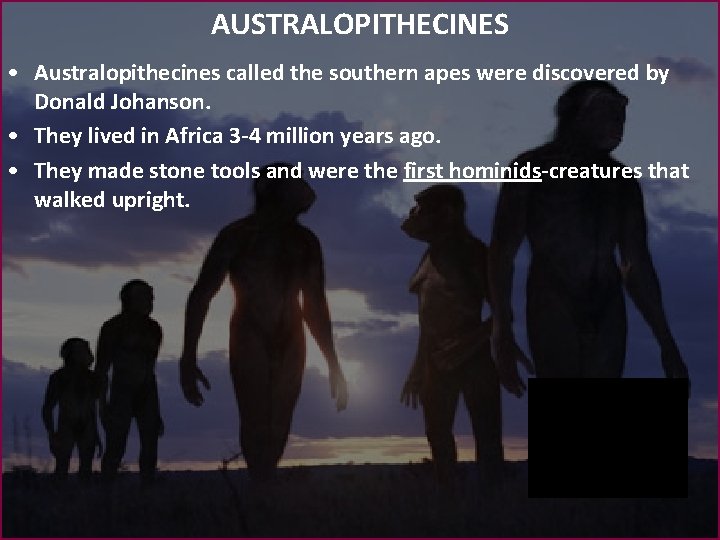AUSTRALOPITHECINES • Australopithecines called the southern apes were discovered by Donald Johanson. • They