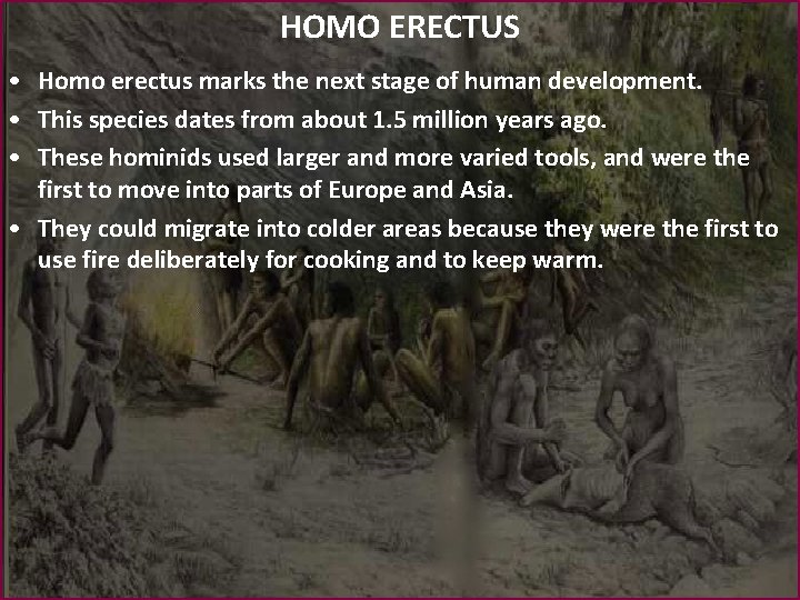 HOMO ERECTUS • Homo erectus marks the next stage of human development. • This