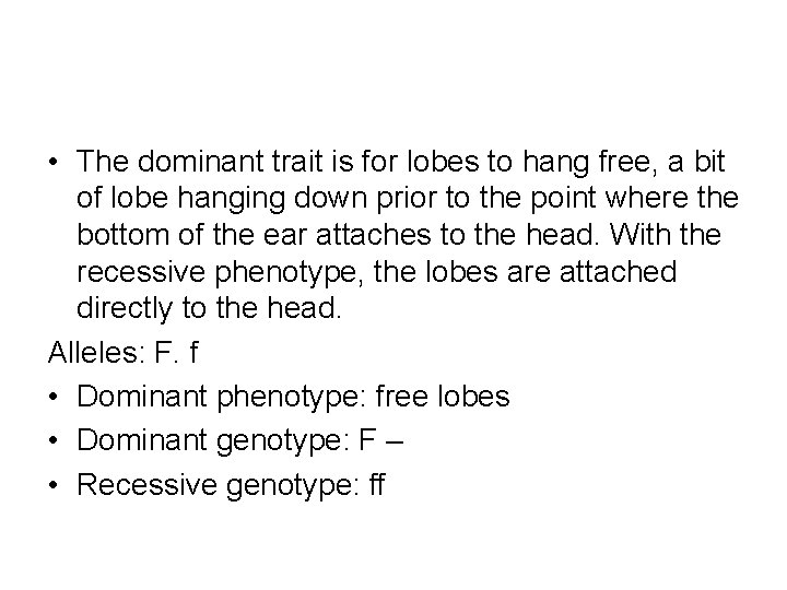  • The dominant trait is for lobes to hang free, a bit of