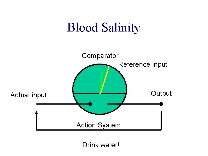 Blood Salinity Comparator Reference input Output Actual input Action System Eat more peanuts! Drink