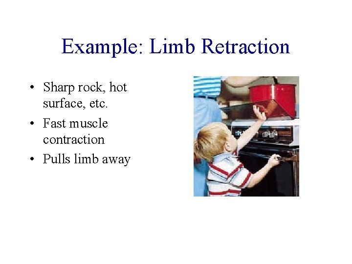Example: Limb Retraction • Sharp rock, hot surface, etc. • Fast muscle contraction •