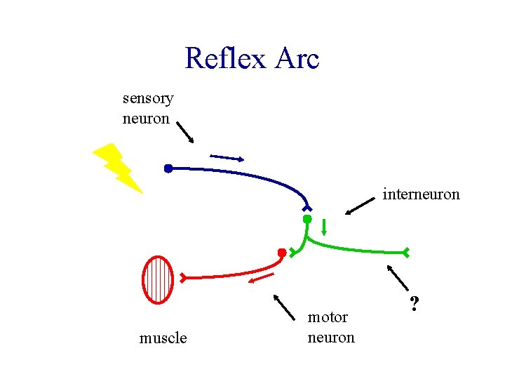 Reflex Arc sensory neuron interneuron muscle motor neuron ? 