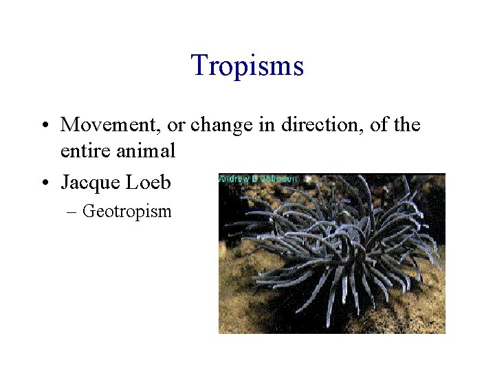 Tropisms • Movement, or change in direction, of the entire animal • Jacque Loeb