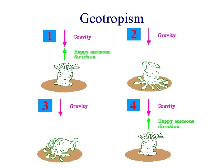 Geotropism 