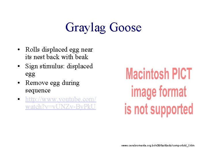 Graylag Goose • Rolls displaced egg near its nest back with beak • Sign
