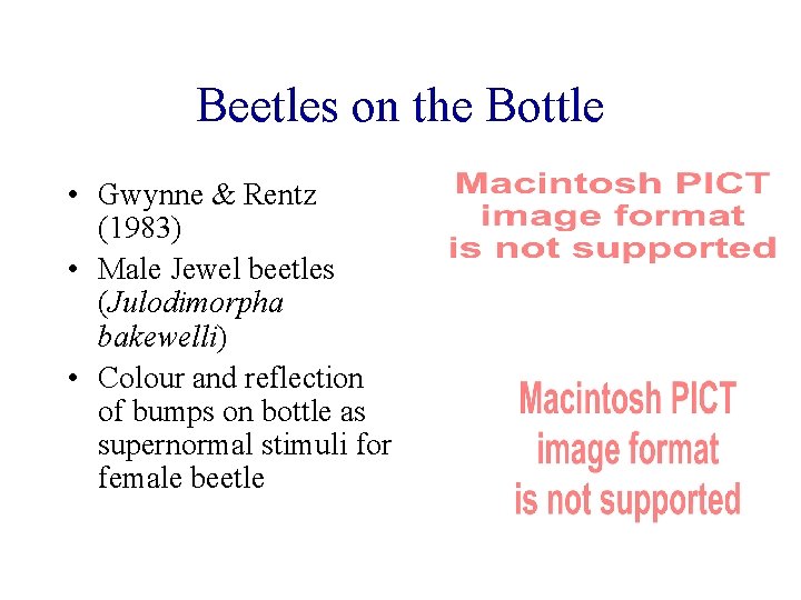 Beetles on the Bottle • Gwynne & Rentz (1983) • Male Jewel beetles (Julodimorpha