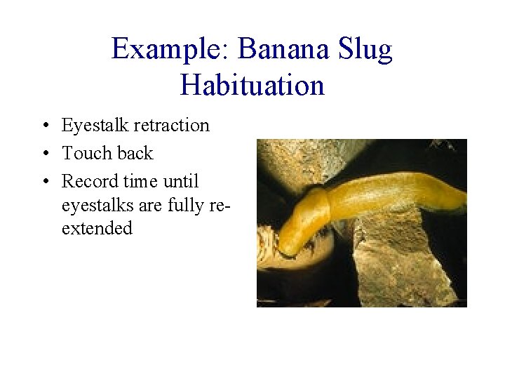 Example: Banana Slug Habituation • Eyestalk retraction • Touch back • Record time until