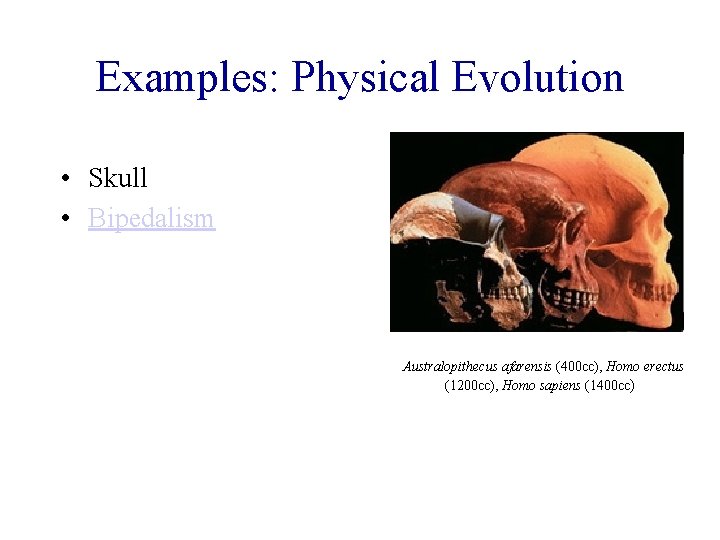 Examples: Physical Evolution • Skull • Bipedalism Australopithecus afarensis (400 cc), Homo erectus (1200