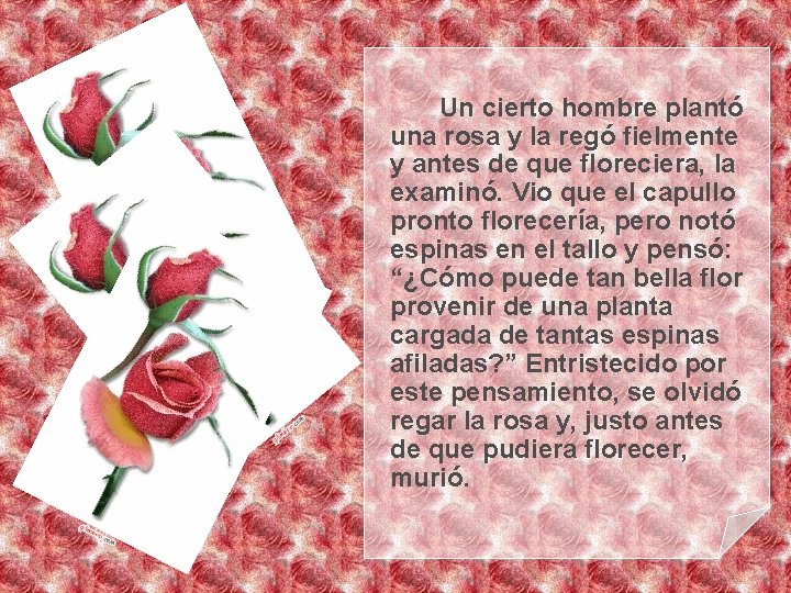 Un cierto hombre plantó una rosa y la regó fielmente y antes de que