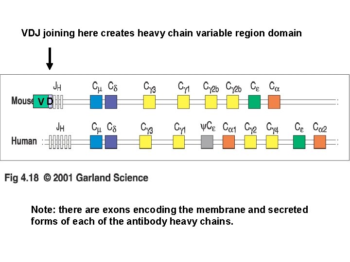 VDJ joining here creates heavy chain variable region domain VD Note: there are exons