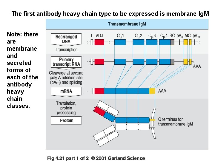 The first antibody heavy chain type to be expressed is membrane Ig. M Note: