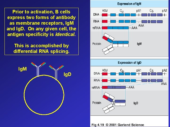 Prior to activation, B cells express two forms of antibody as membrane receptors, Ig.