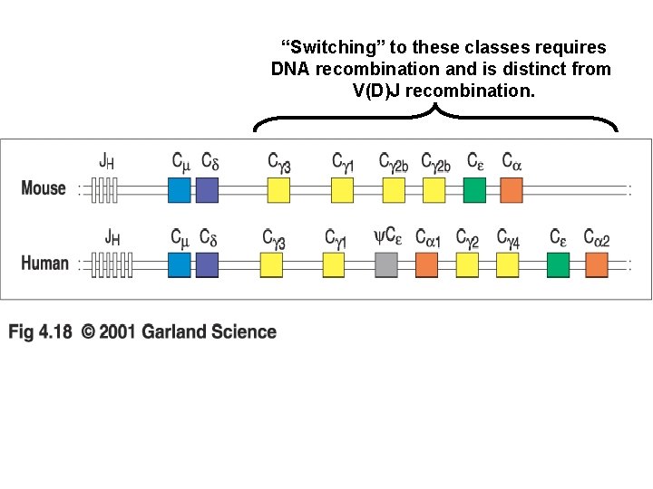 “Switching” to these classes requires DNA recombination and is distinct from V(D)J recombination. 