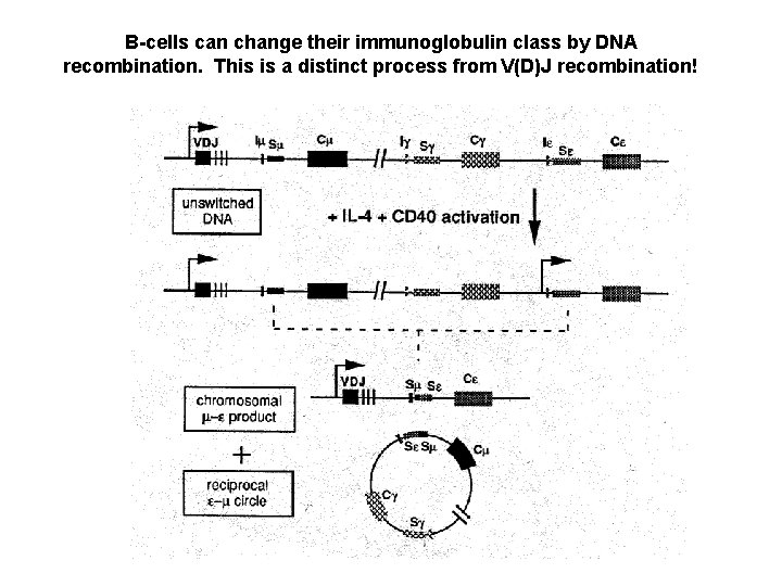 B-cells can change their immunoglobulin class by DNA recombination. This is a distinct process
