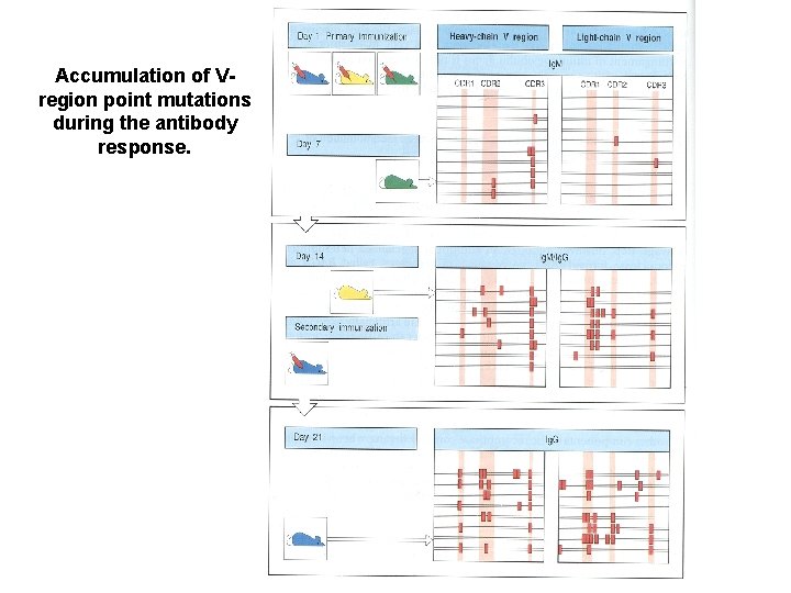 Accumulation of Vregion point mutations during the antibody response. 