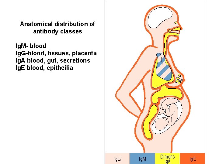 Anatomical distribution of antibody classes Ig. M- blood Ig. G-blood, tissues, placenta Ig. A