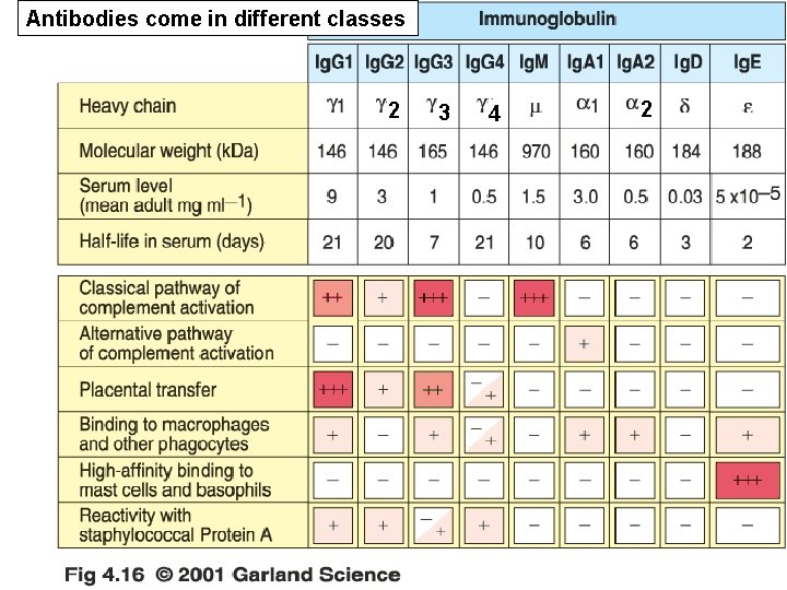 Antibodies come in different classes 2 3 4 2 