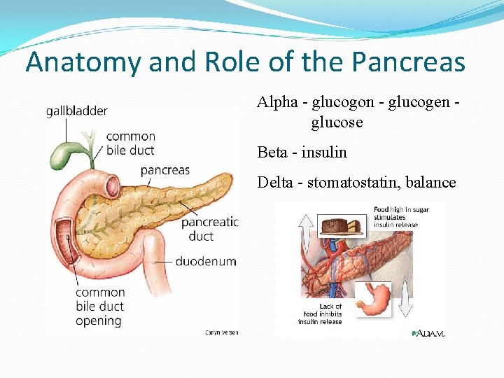 Anatomy and Role of the Pancreas Alpha - glucogon - glucogen glucose Beta -