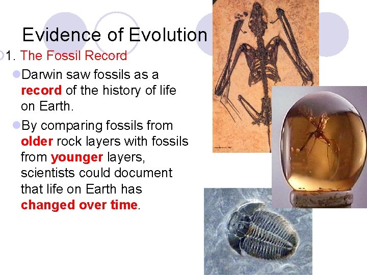 Evidence of Evolution ¡ 1. The Fossil Record l. Darwin saw fossils as a
