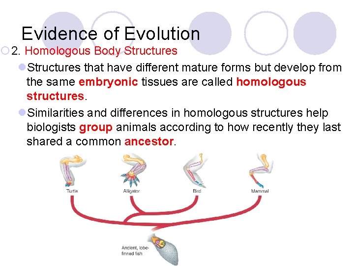 Evidence of Evolution ¡ 2. Homologous Body Structures l. Structures that have different mature