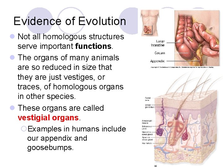 Evidence of Evolution l Not all homologous structures serve important functions. l The organs