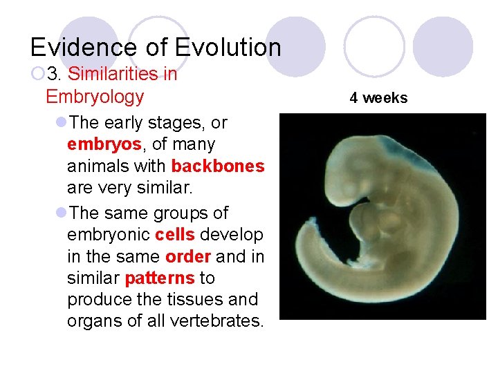 Evidence of Evolution ¡ 3. Similarities in Embryology l. The early stages, or embryos,