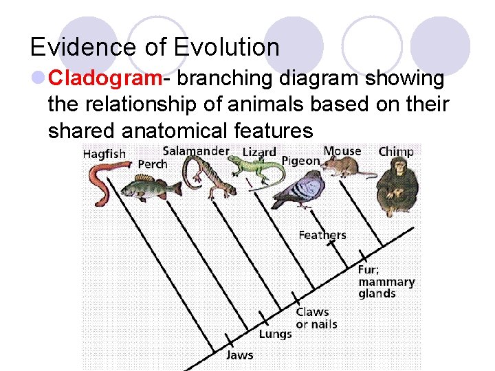 Evidence of Evolution l Cladogram- branching diagram showing the relationship of animals based on