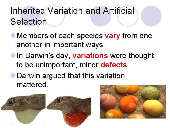 Inherited Variation and Artificial Selection l Members of each species vary from one another