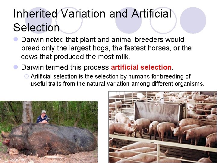 Inherited Variation and Artificial Selection l Darwin noted that plant and animal breeders would