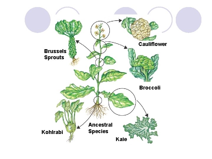 Cauliflower Brussels Sprouts Broccoli Kohlrabi Ancestral Species Kale Slide 5 of 41 