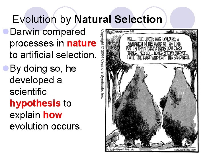 Evolution by Natural Selection l Darwin compared processes in nature to artificial selection. l