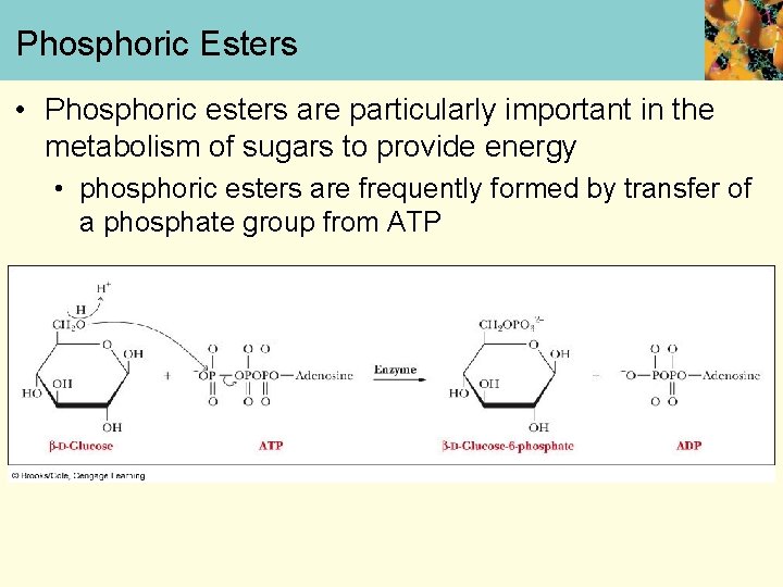 Phosphoric Esters • Phosphoric esters are particularly important in the metabolism of sugars to