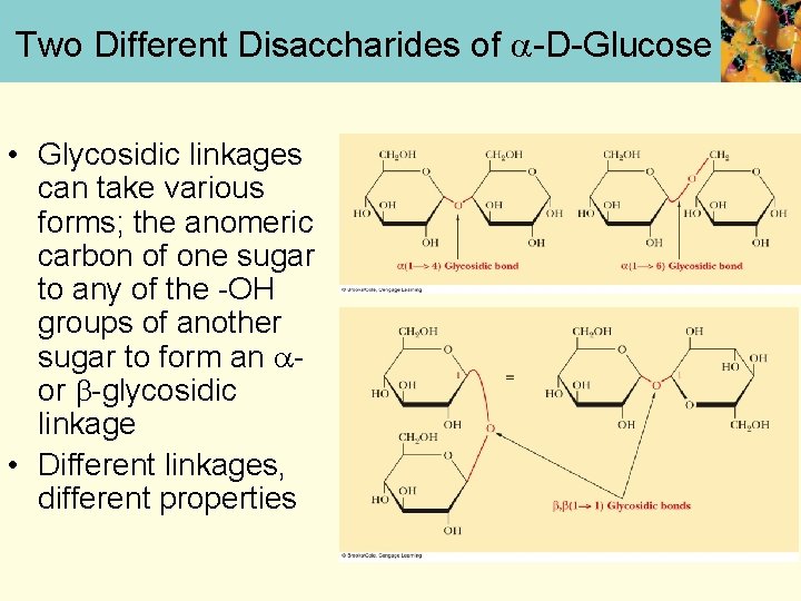Two Different Disaccharides of -D-Glucose • Glycosidic linkages can take various forms; the anomeric