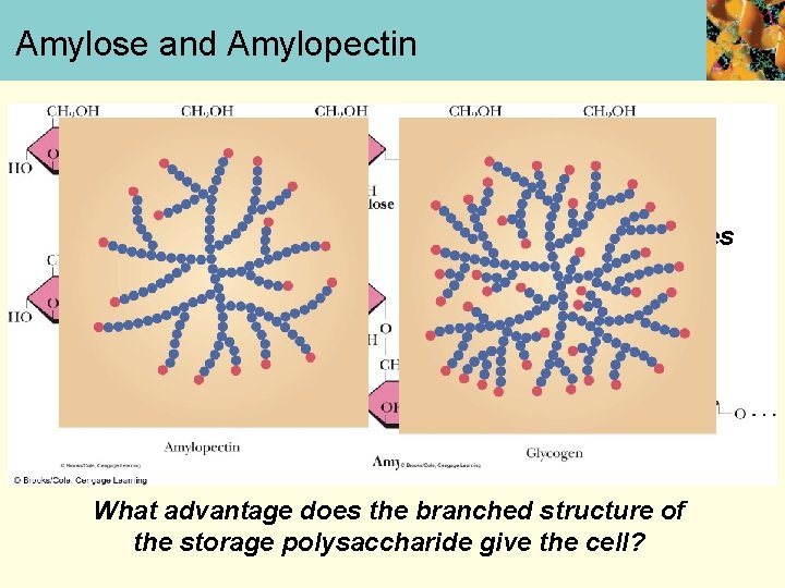 Amylose and Amylopectin -1, 4 linkages -1, 6 linkage What advantage does the branched