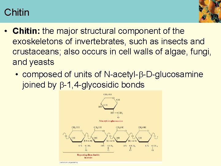Chitin • Chitin: the major structural component of the exoskeletons of invertebrates, such as