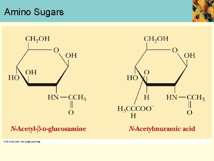 Amino Sugars 