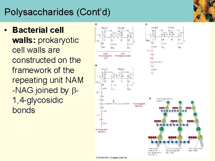 Polysaccharides (Cont’d) • Bacterial cell walls: prokaryotic cell walls are constructed on the framework