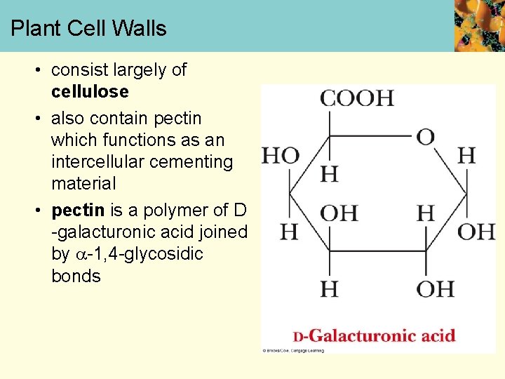 Plant Cell Walls • consist largely of cellulose • also contain pectin which functions