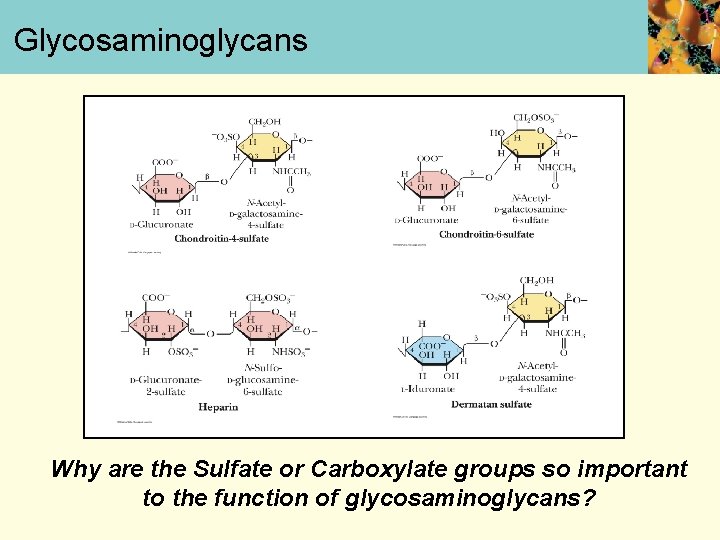 Glycosaminoglycans Why are the Sulfate or Carboxylate groups so important to the function of