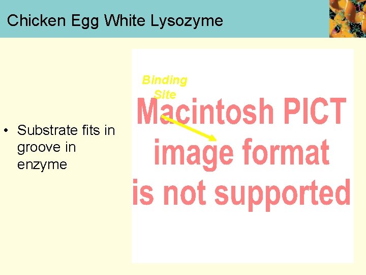 Chicken Egg White Lysozyme Binding Site • Substrate fits in groove in enzyme 
